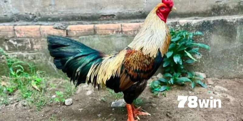 Gà Chuối - Review Chi Tiết Về Dòng Kê Chiến Ấn Tượng 5 Tips tham gia chọi kê chuối mọi người cần biết