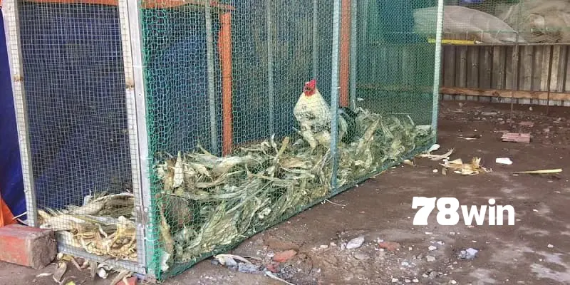 Cách Làm Chuồng Chạy Cho Gà Đá Giúp Chiến Kê Luyện Tập Bền Bỉ 5 Xây lưới bao quanh trong cách làm chuồng chạy cho gà đá